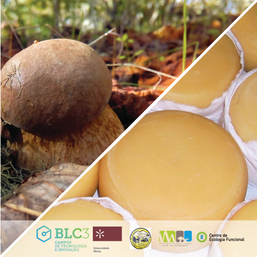 BLC3 com projetos aprovados para alavancar desenvolvimento da produção de Queijo Serra da Estrela e Cogumelos Silvestres Nativos 